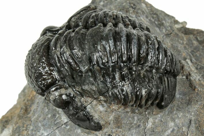 Detailed Proetid (Gerastos) Trilobite Fossil - Morocco #325850